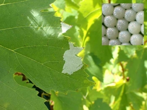 La polilla de la novia nocturna pone sus huevos, finamente acanalados, en gran número en el envés de las hojas, al final del verano.  Es la pequeña oruga que pasará el invierno.