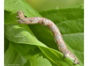 Oruga bucleadora de <em><b> Peribatodes rhomboidaria</b> </em>.  foto de J. Bayle (insecte.org)