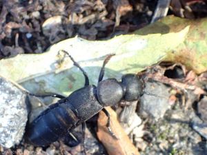 La estafilina <em><b> Ocypus olens</b> </em> se alimenta de invertebrados presentes en la basura del suelo, como larvas que hibernan y orugas noctuidas.