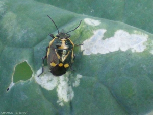 El insecto vegetal, <em><b> Eurydema oleracea</b> </em> especialmente infestado de crucíferas, es un insecto que puede atacar las hojas de la vid.