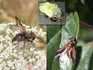 Moscas parasitoides tachin de insectos fitófagos: <b> <em> Gymnosoma rotundatum </em> </b> a la izquierda y <b> <em> Trichopoda pennipes </em> </b> a la derecha con, en el inserte, el insecto <em> Nezara viridula </em> que lleva los huevos de la tachinata.