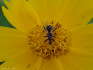 <em><b> Himacerus mirmicoides</b> </em> en la última etapa de pupa.  Este error en este punto parece una hormiga.