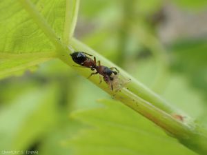 Salticidae del género <b><em> Leptorchestes </em></b> habiendo atrapado un saltahojas.  Las arañas como esta parecen hormigas.