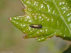 agrilus-derasofasciatus