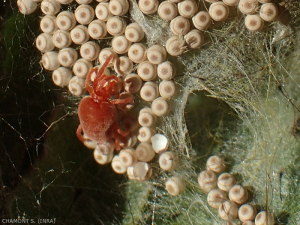 Trombidium-holosericeum