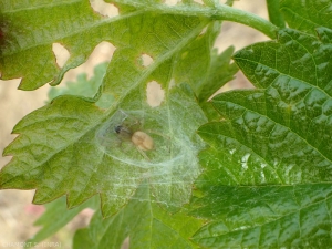 Araña de la familia Gnaphosidae, los miembros de esta familia cazan de noche y durante el día permanecen en un capullo de seda.