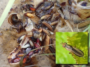 Las larvas de Sciomyzidae (Diptera) se desarrollan a expensas de un caracol.  En el inserto: adulto del parásito Diptera del género <em><b> Limnia </em> sp</b>.