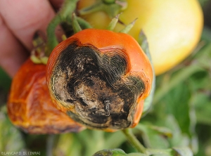 Una <b> <i> Alternaria </i> sp. </b> oportunista se ha asentado al final de una fruta madura. Las telas podridas se desmoronan y un terciopelo negro las cubre.