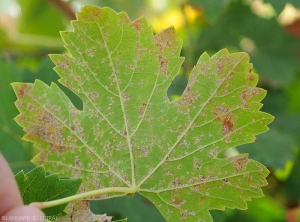 Mildiu mosaico en el envés de una hoja de parra: las numerosas y pequeñas lesiones delimitadas a menudo por las nervaduras están cubiertas de una esporulación blanquecina.  <i> <b> Plasmopara viticola </b> </i>