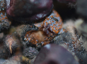 En esta baya de uva, cuya piel está rota, las masas de esporas formadas por los acérvulos aparecen en forma de moco naranja.  <b><i> Colletotrichum </i> sp.  </b>