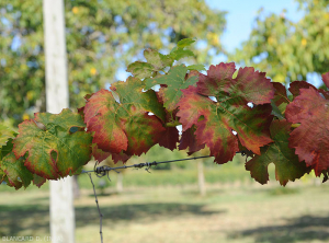 Rama de uva roja con hojas amarillentas, enrojecidas, más o menos enrolladas.  (<b> flavescencia dorada </b>)