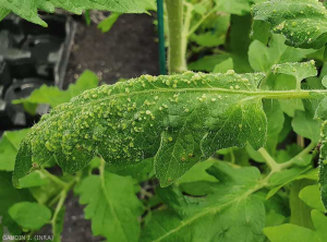 Este foliolo de tomate está cubierto de pequeñas lesiones cloróticas y circulares de pocos milímetros de diámetro, en relieve en la superficie superior del limbo. <b> Intumescencias </b> (edema)