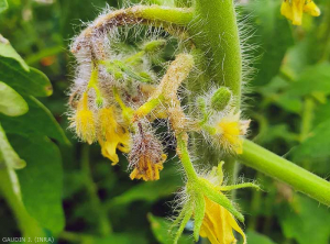 Numerosas islas de células hinchadas por el agua que se habían vuelto necróticas cubrían los pedúnculos de varias flores de tomate, algunas de ellas completamente necróticas. <b> Intumescencias </b> (edema) (Bruce WATT - Universidad de Maine)