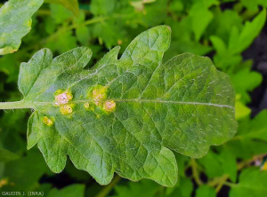 Se han formado localmente islas de células hinchadas por el agua en la parte superior de la lámina de esta hoja de tomate, ahora están reventadas y necróticas. <b> Intumescencias </b> (edema)