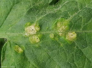 Detalle de islas de células hinchadas por el agua que se formaron localmente en la superficie superior del limbo de esta hoja de tomate, y ahora se partieron. <b> Intumescencias </b> (edema)