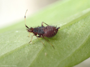 Etapa de pupa del insecto depredador <em><b> Deraeocoris ruber</b> </em>