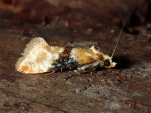 Mariposa Cochylis, <em><b> Eupoecilia ambiguella</b> </em>, polilla de la uva.  Foto de M. Ehrhardt, insecte.org