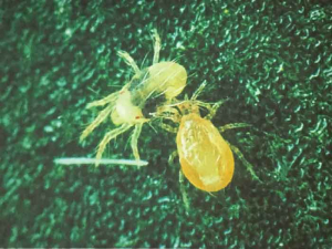 <em><b>Typhlodromus pyri</b></em> atacar una araña roja