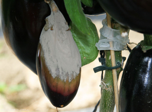 Al final de su desarrollo en un fruto, <i> <b> Botrytis cinerea </b> </i> lo cubre casi por completo en forma de un denso moho grisáceo.  