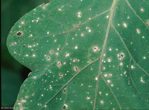 Ligera clorosis del limbo en la periferia de las manchas.  <i> <b> Stemphylium solani </b> </i> (estefiliosis, mancha gris de la hoja)