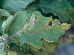 En esta hoja, las manchas marrones presentan anillos concéntricos levemente marcados, un halo clorótico bastante difuso;  el tejido dañado eventualmente se rompe y se divide.  <i> <b> Alternaria beringelae </b> </i> (ex <i> Alternaria solani </i>).