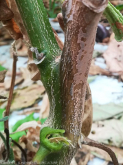 Alteración longitudinal similar a un cancro en el tallo en el que se forman almohadillas algodonosas de color crema a rosa (esporodoquia) que producen numerosos conidios.  <i> Fusarium oxysporum </i> f.  sp.  <i> melongenae </i>