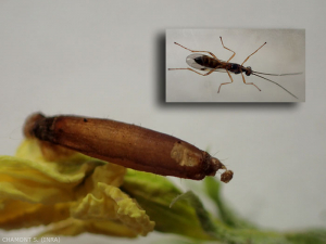 Los himenópteros rogadinae de la familia Braconidae son parasitoides del gusano de las yemas, aquí la pupa del insecto con el orificio de salida del parasitoide