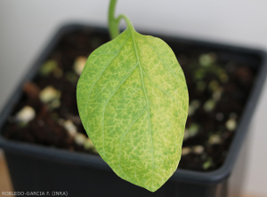 Clorosis de una hoja basal con aclaramiento de los nervios del limbo.  Planta inoculada con <b><i> Fusarium oxysporum </i> f.  sp.  <i> melongenae </i></b>