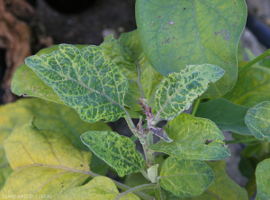 Hojas jóvenes de tamaño reducido, deformadas con adelgazamiento y coloración amarillenta de las nervaduras. <b><i>Eggplant mottled dwarf virus</i></b>, EMDV.