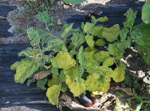 Apariencia amarillenta de la planta.  Las hojas jóvenes están deformadas, de apariencia arrugada, con adelgazamiento y coloración amarillenta de las venas.  <b> <i> Virus del enano moteado de berenjena </i> </b>, EMDV