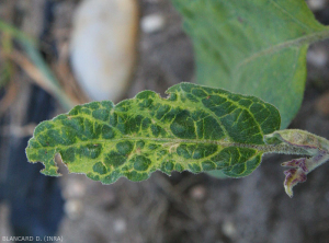 Hoja pequeña, deformada con adelgazamiento y coloración amarillenta de los nervios.  <b> <i> Virus del enano moteado de berenjena </i> </b>, EMDV