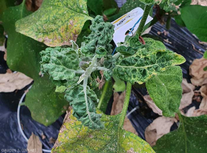 Hojas jóvenes reducidas, de apariencia arrugada, parcialmente enrolladas con adelgazamiento y coloración amarillenta de las nervaduras. <b><i>Eggplant mottled dwarf virus</i></b>, EMDV