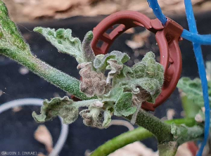 Hojas jóvenes, pequeñas, deformadas, de apariencia arrugada, parcialmente enrolladas. <b> <i>Eggplant mottled dwarf virus</i></b>, EMDV