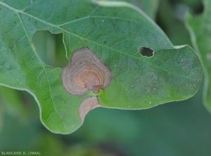 En una de estas dos manchas, de color beige a parduzco, podemos ver claramente patrones concéntricos negruzcos bastante bien marcados.  <i> <b> Botrytis cinerea </b> </i>