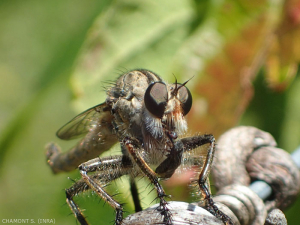 asilidae