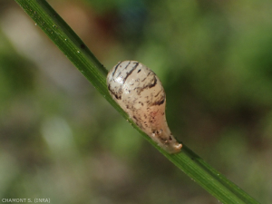 Pupa de sírfa donde el insecto se transforma. Las putas se observan con mayor frecuencia cerca de los focos de plagas.