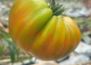 Tomate_ToBRFV_16