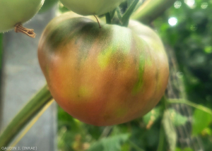 Tomate_ToBRFV_17