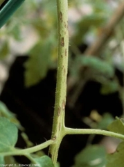 Pequeñas manchas marrones en el pecíolo, alargadas, aclarando en el centro (inicio de ataque).  <i> <b> Alternaria tomatophila </b> </i> (alternaria, tizón temprano)