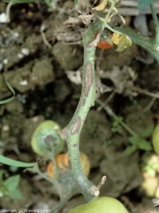 Lesiones del tallo causadas por <i> <b> Alternaria tomatophila </b> </i> (tizón temprano).  Aparecen de color marrón oscuro y, a menudo, están adornados con patrones concéntricos.