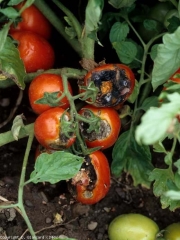 Manchas muy avanzadas, tejido colapsado, rotura de la cutícula del fruto.  <b> <i> Alternaria </i> sp. </b>