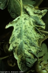 Este foliolo de tomate revela manchas irregulares de color verde oscuro y más o menos en relieve, contrastando con el resto de la lámina plateada.  Este síntoma no debe confundirse con el mosaicismo viral.  <b> Plateado </b> (plateado)