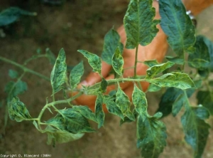 Folletos jóvenes poco mellados, ampollados y en mosaico.  <b> Virus del mosaico del pepino </b> (<i> Cucumber mosaic virus </i>, CMV)