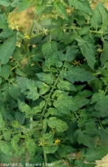 Mosaico sobre la base de las hojas de una planta.  <b> Virus del mosaico del pepino </b> (<i> Cucumber mosaic virus</i>, CMV)