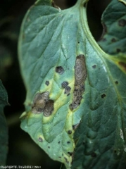 En las manchas marrones presentes en este folleto, podemos distinguir patrones más o menos concéntricos.  (<i> <b> Alternaria tomatophila </b> </i>) (alternaria)