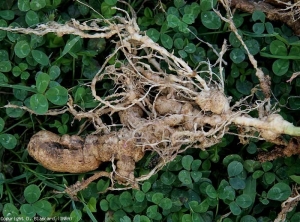 Este sistema radicular fuertemente atacado por <b> <i> Meloïdogyne </i> sp. </b> presenta unas raíces hipertrofiadas bastante espectaculares.  (nematodos agalladores)