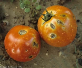 Las lesiones provocadas por el granizo son más sustanciales en esta fruta.  Podemos observar grandes manchas marrones circulares, difusas, mostrando rendijas más o menos importantes.  <b> Daños por granizo </b> (lesiones por granizo)