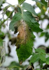 Las manchas, con un margen bastante lívido, aparecen mal definidas en la superficie superior del limbo;  los tejidos dañados adquieren un tinte verde oscuro y rápidamente se necrosis (pardeamiento de algunas venas).  <i> <b> Phytophthora infestans </b> </i> (tizón tardío)