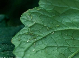 En este prospecto se pueden ver varios <b> pulgones verdes </b>.  Su presencia se asocia a menudo con la formación de hollín.