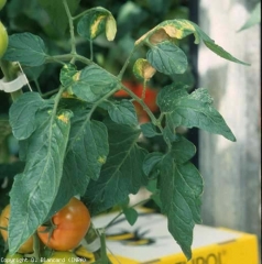 Varios folletos de esta planta son parcialmente cloróticos y enrollados.  <b> Daño por pulgón </b>